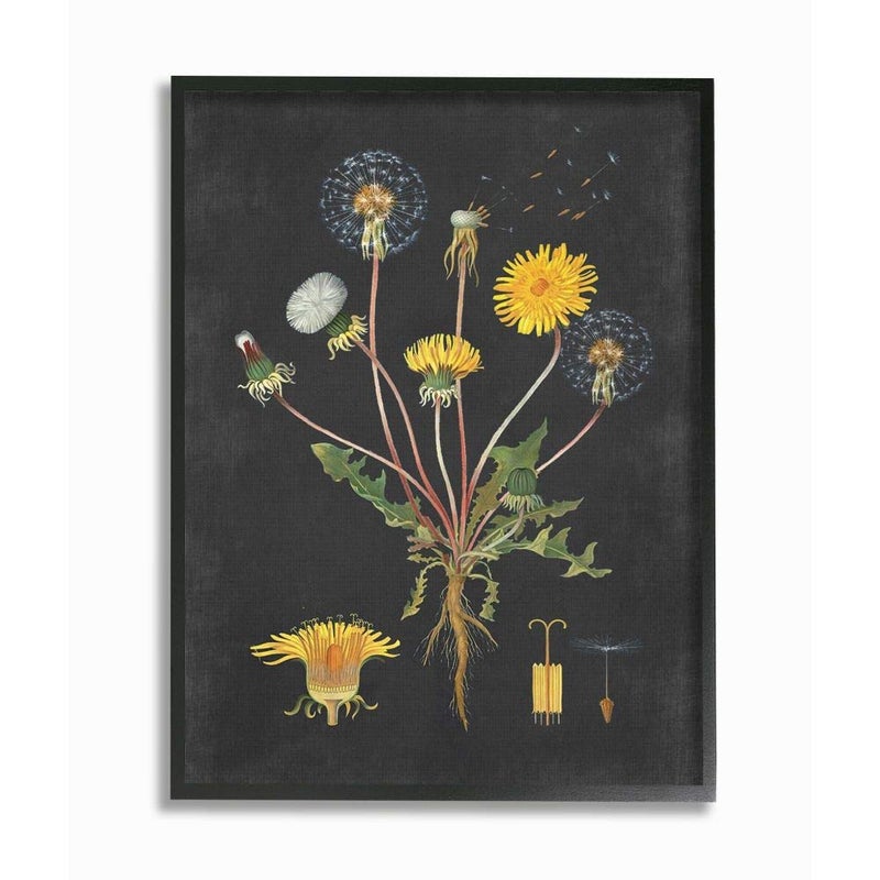 Stupell Industries Botanical Drawing Dandelion, Design by Artist Lettered and Lined Wall Art, 16 x 20, Black Framed - Image 1